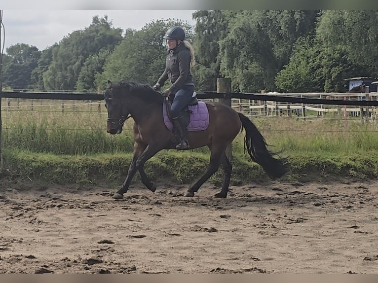 Hucul Gelding 4 years 13,2 hh Brown in M&#xFC;lheim an der Ruhr