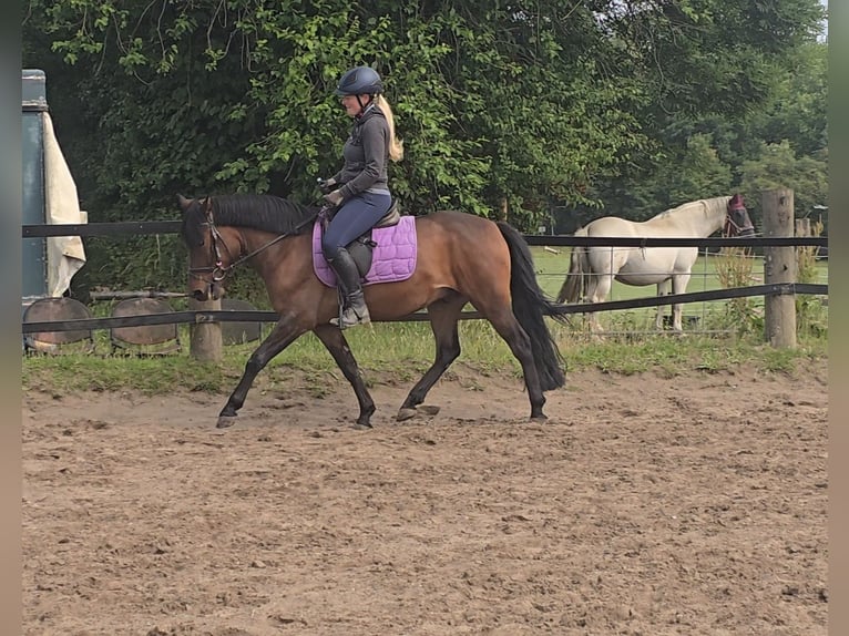 Hucul Gelding 4 years 13,2 hh Brown in M&#xFC;lheim an der Ruhr
