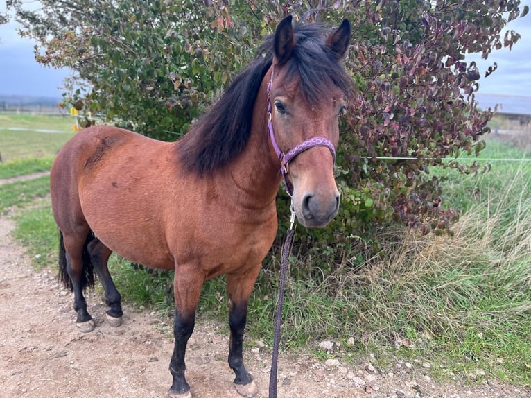 Hucul Gelding 4 years 13,2 hh Brown in Mertendorf