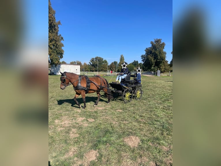 Hucul Gelding 4 years 13,2 hh Brown in Mertendorf