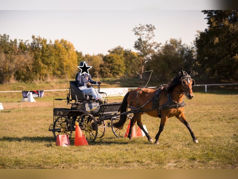 Hucul Gelding 4 years 13,2 hh Brown in Naumburg