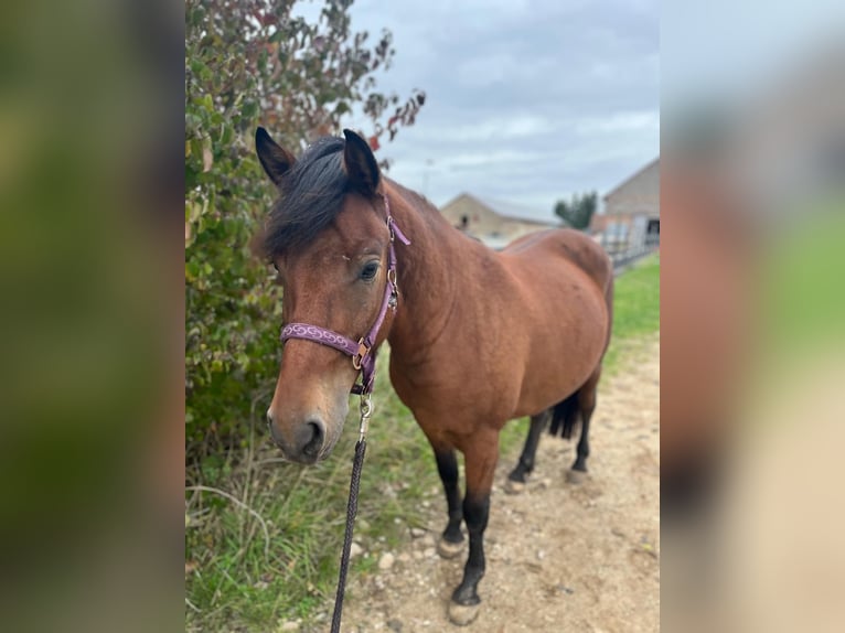 Hucul Gelding 4 years 13,2 hh Brown in Naumburg