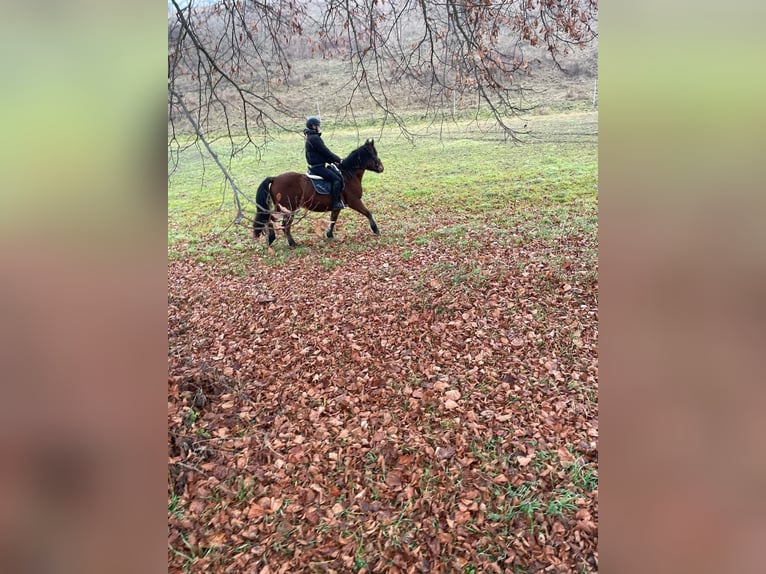 Hucul Gelding 4 years 13,2 hh Brown in Naumburg