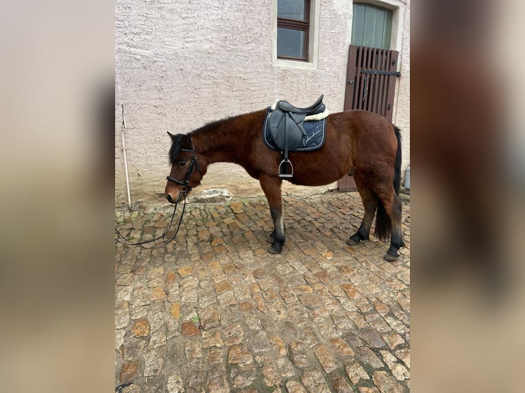 Hucul Gelding 4 years 13,2 hh Brown in Naumburg