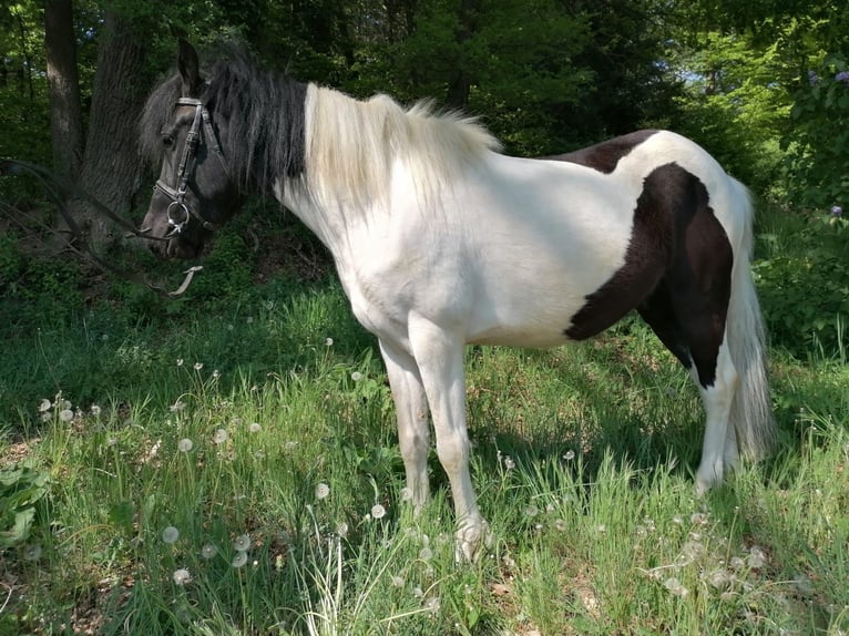Hucul Gelding 4 years 13,2 hh Pinto in Bayerbach