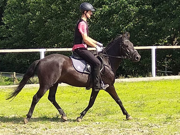Hucul Gelding 4 years 13,3 hh Black in Kamenz