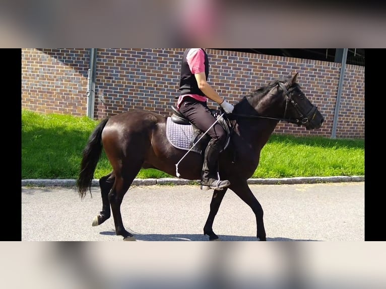 Hucul Gelding 4 years 13,3 hh Black in Kamenz