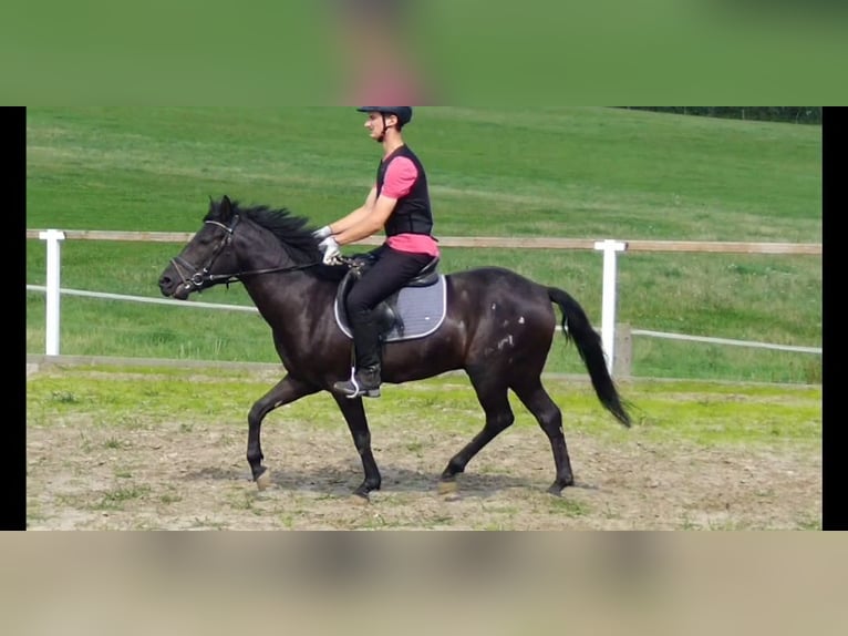 Hucul Gelding 4 years 13,3 hh Black in Kamenz