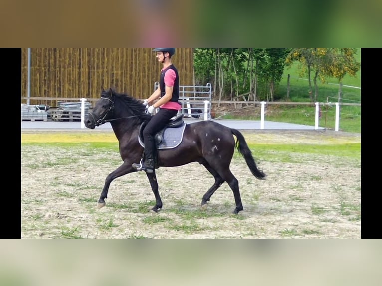 Hucul Gelding 4 years 13,3 hh Black in Kamenz