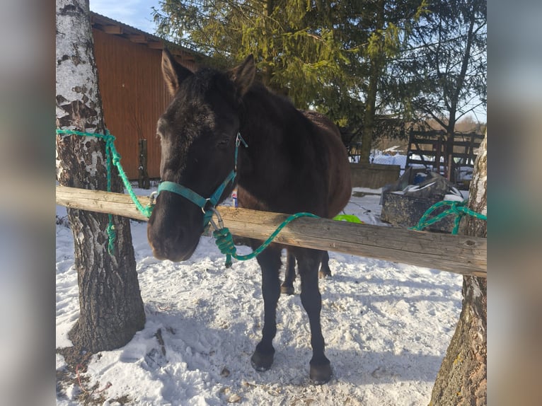 Hucul Gelding 4 years 13,3 hh Black in Zagórz
