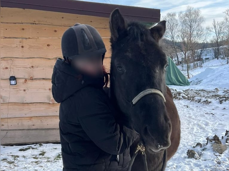 Hucul Gelding 4 years 13,3 hh Black in Zagórz