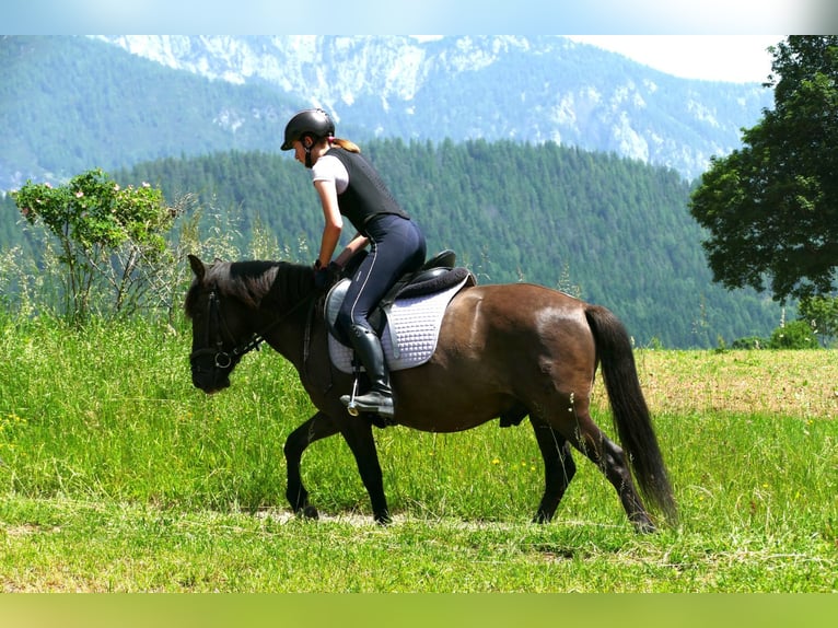 Hucul Gelding 4 years 13,3 hh Dun in Ramsau