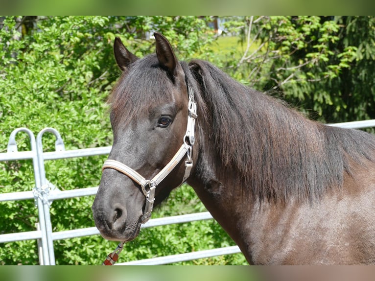 Hucul Gelding 4 years 13,3 hh Dun in Ramsau