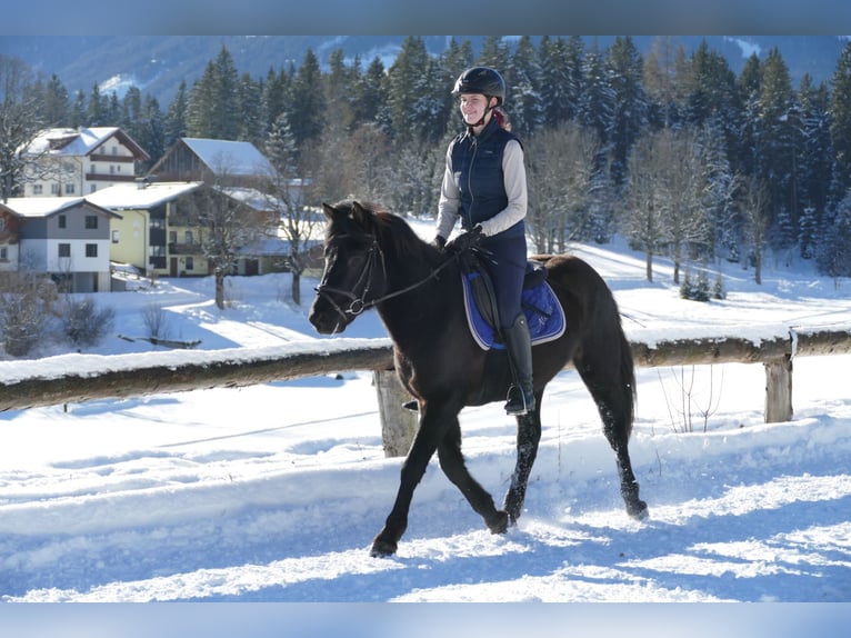 Hucul Gelding 4 years 14,1 hh Black in Ramsau