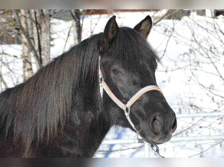 Hucul Gelding 4 years 14,1 hh Black in Ramsau