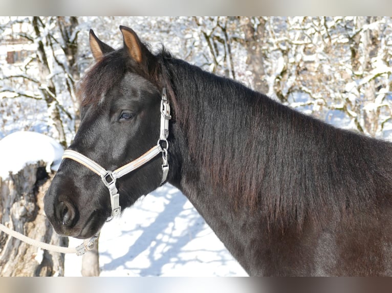 Hucul Gelding 4 years 14,1 hh Black in Ramsau/D