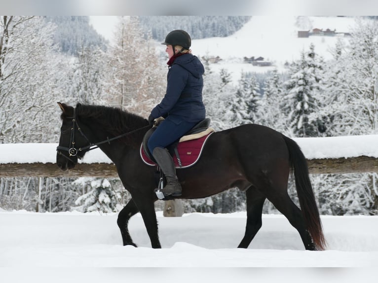 Hucul Gelding 4 years 14,1 hh Black in Ramsau/D