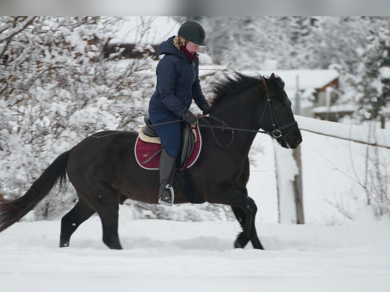 Hucul Gelding 4 years 14,1 hh Black in Ramsau/D