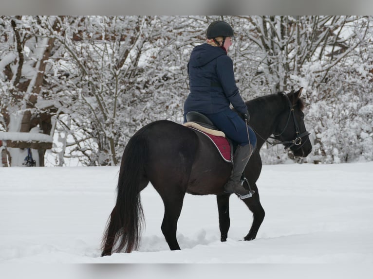 Hucul Gelding 4 years 14,1 hh Black in Ramsau/D