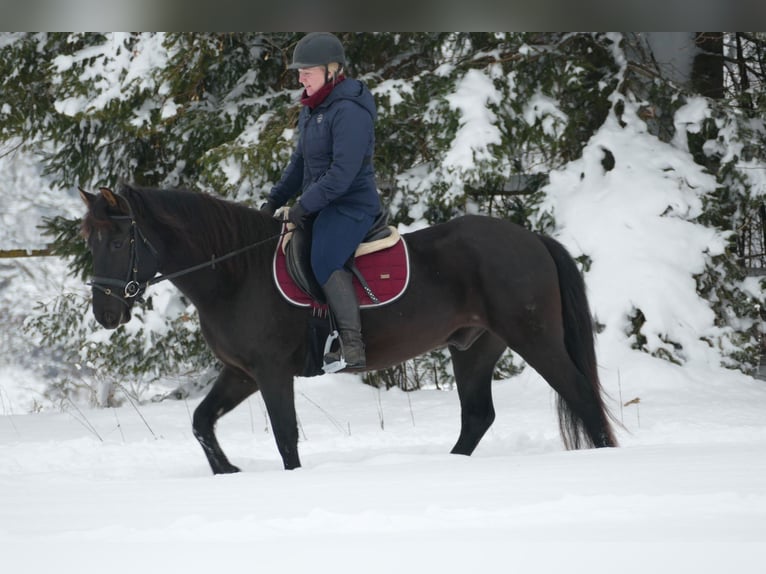 Hucul Gelding 4 years 14,1 hh Black in Ramsau/D