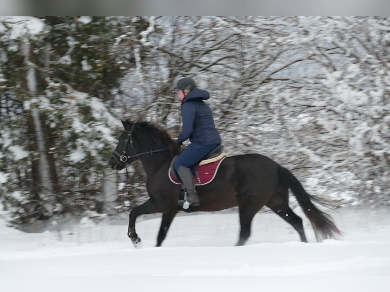 Hucul Gelding 4 years 14,1 hh Black in Ramsau/D