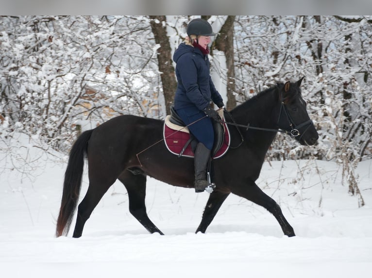 Hucul Gelding 4 years 14,1 hh Black in Ramsau/D