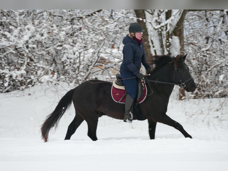 Hucul Gelding 4 years 14,1 hh Black in Ramsau/D