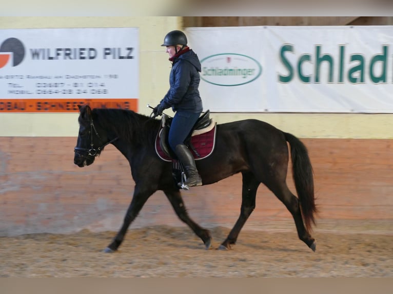 Hucul Gelding 4 years 14,1 hh Black in Ramsau/D