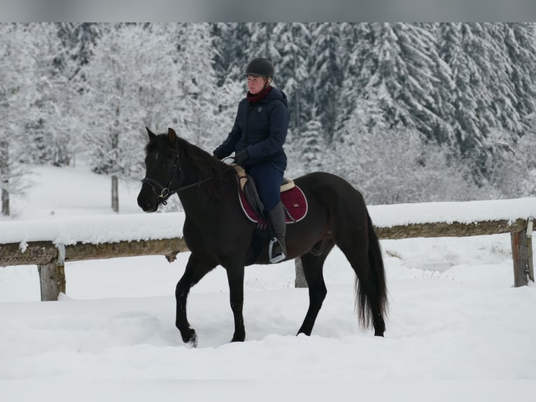 Hucul Gelding 4 years 14,1 hh Black in Ramsau/D