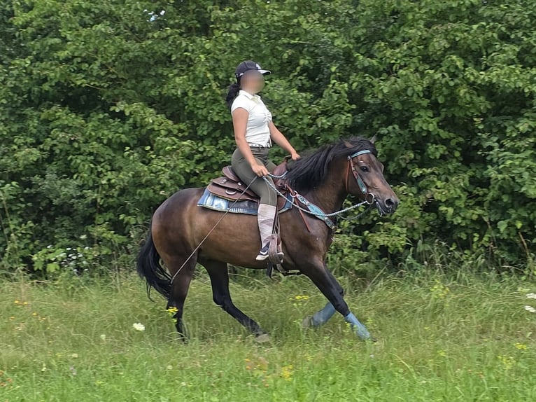 Hucul Gelding 4 years 14.1 hh Brown in Linkenbach