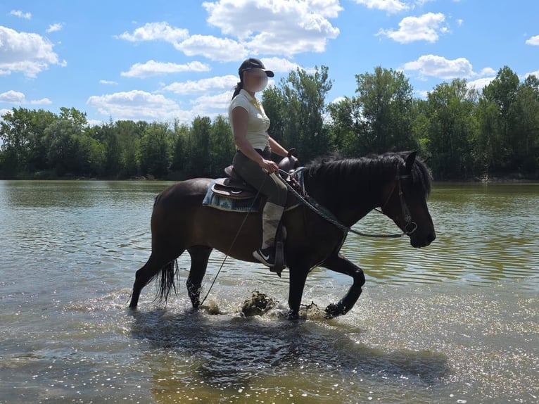 Hucul Gelding 4 years 14.1 hh Brown in Linkenbach