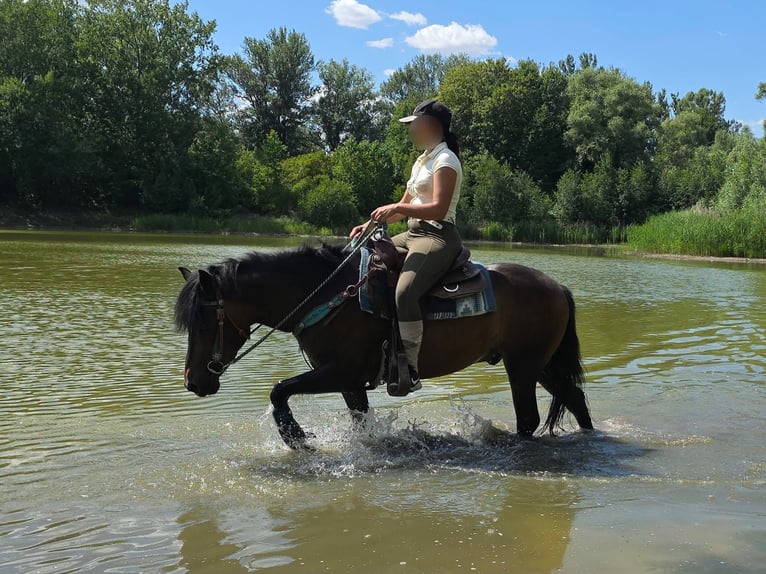 Hucul Gelding 4 years 14.1 hh Brown in Linkenbach