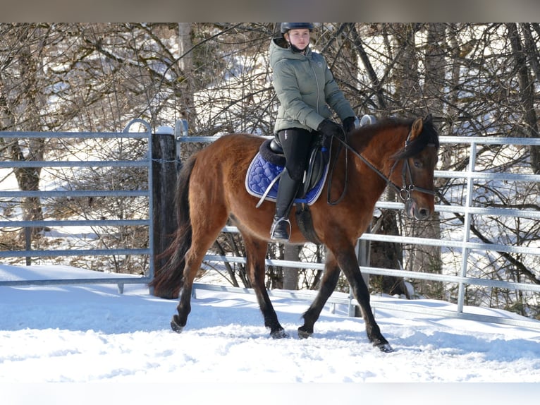 Hucul Gelding 4 years 14,1 hh Dun in Ramsau Dachstein