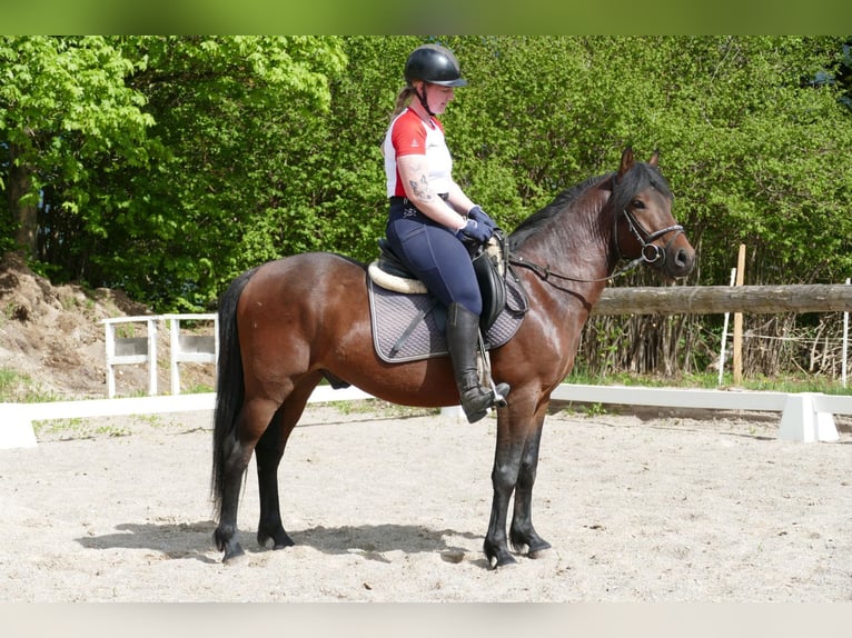 Hucul Gelding 4 years 14.1 hh Dun in Ramsau am Dachstein