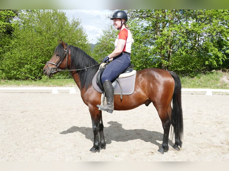 Hucul Gelding 4 years 14.1 hh Dun in Ramsau am Dachstein