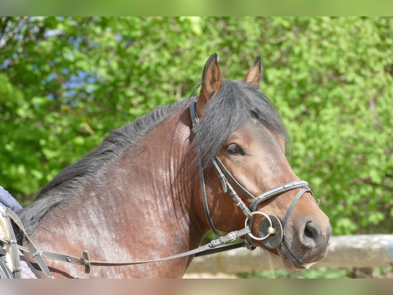 Hucul Gelding 4 years 14.1 hh Dun in Ramsau am Dachstein
