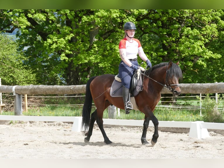 Hucul Gelding 4 years 14.1 hh Dun in Ramsau am Dachstein