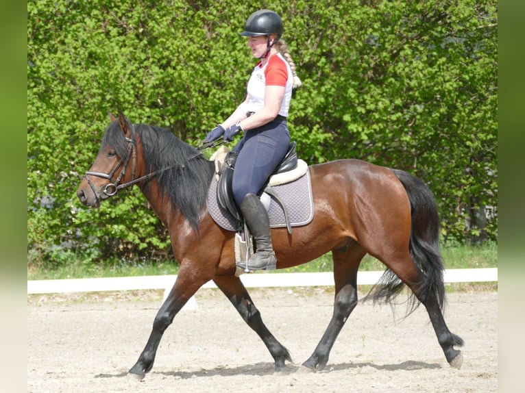 Hucul Gelding 4 years 14.1 hh Dun in Ramsau am Dachstein