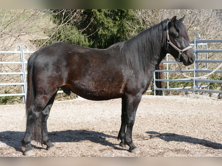 Hucul Gelding 4 years 14.1 hh Smoky-Black in Ramsau am Dachstein
