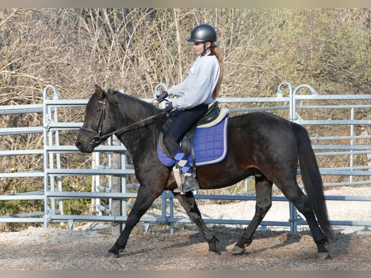 Hucul Gelding 4 years 14.1 hh Smoky-Black in Ramsau am Dachstein