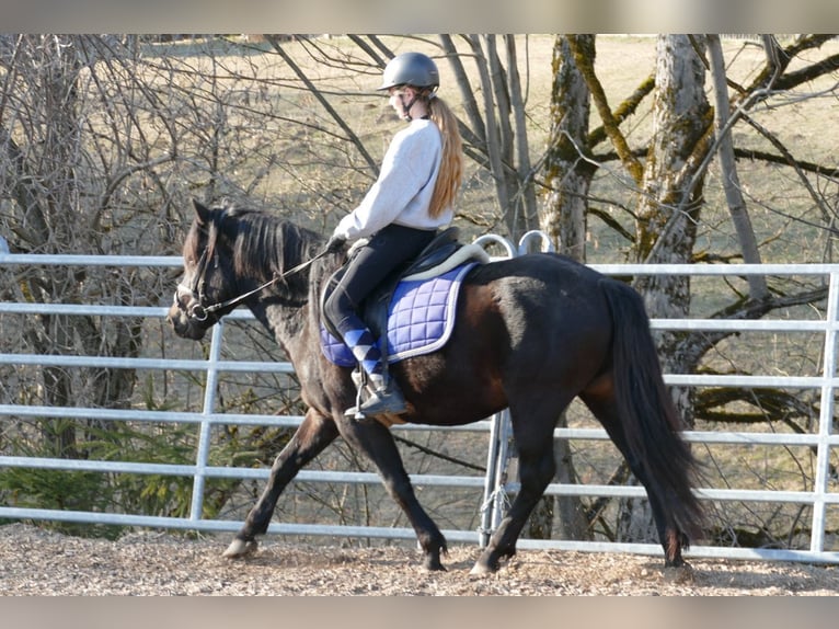 Hucul Gelding 4 years 14.1 hh Smoky-Black in Ramsau am Dachstein