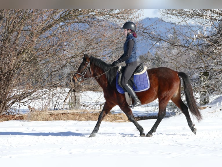Hucul Gelding 4 years 14.2 hh Dun in Ramsau