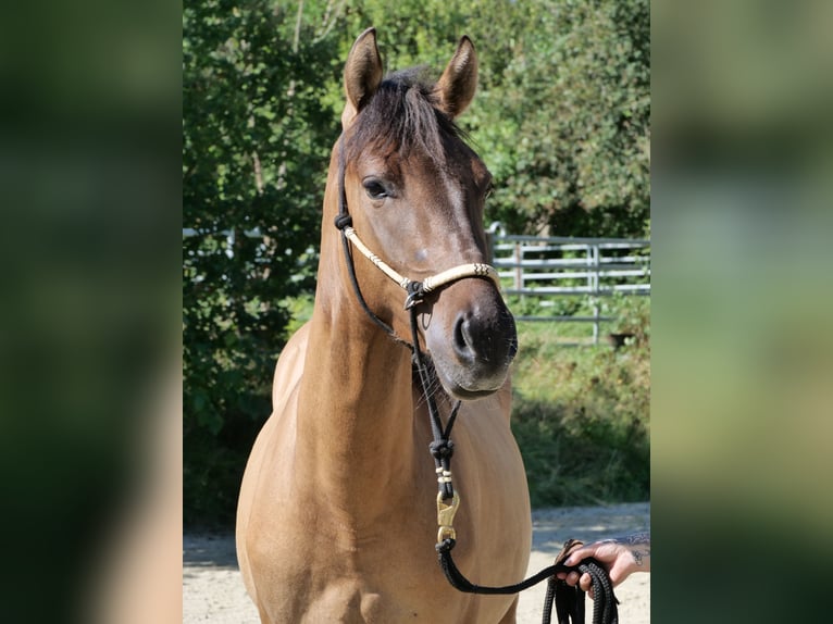 Hucul Mix Gelding 4 years 14,3 hh Dun in WindhagenWindhagen