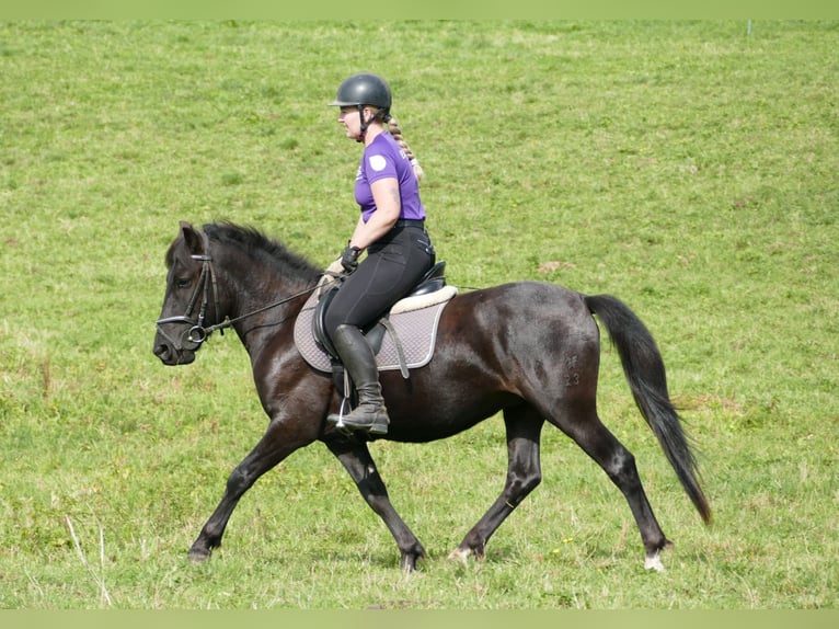Hucul Gelding 4 years 14 hh Black in Ramsau am Dachstein