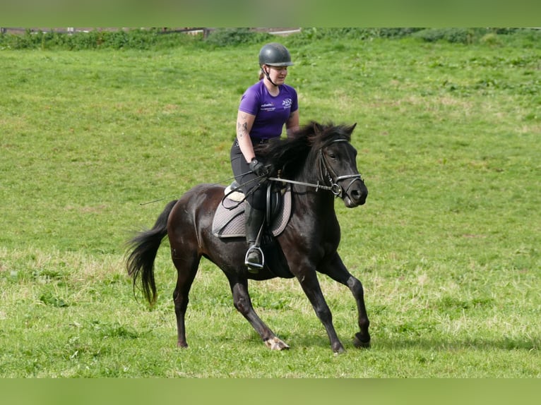 Hucul Gelding 4 years 14 hh Black in Ramsau am Dachstein