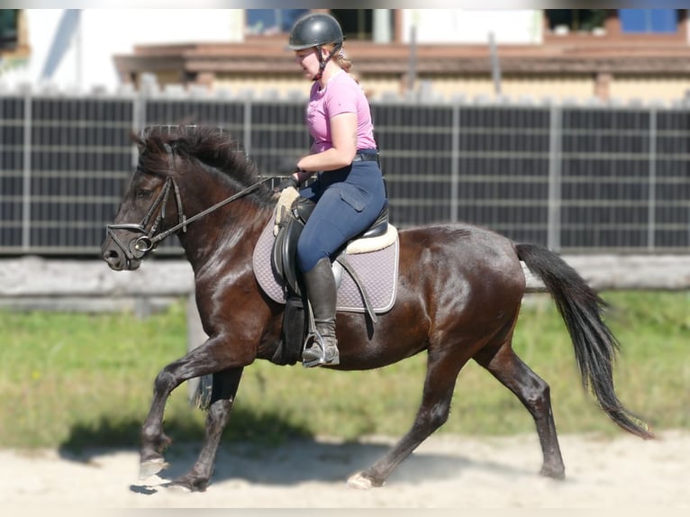 Hucul Gelding 4 years 14 hh Black in Ramsau am Dachstein