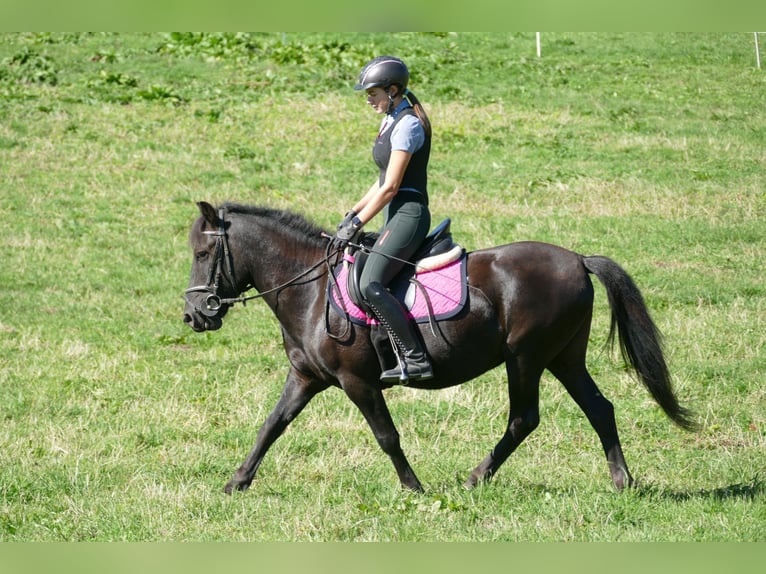 Hucul Gelding 4 years 14 hh Black in Ramsau am Dachstein