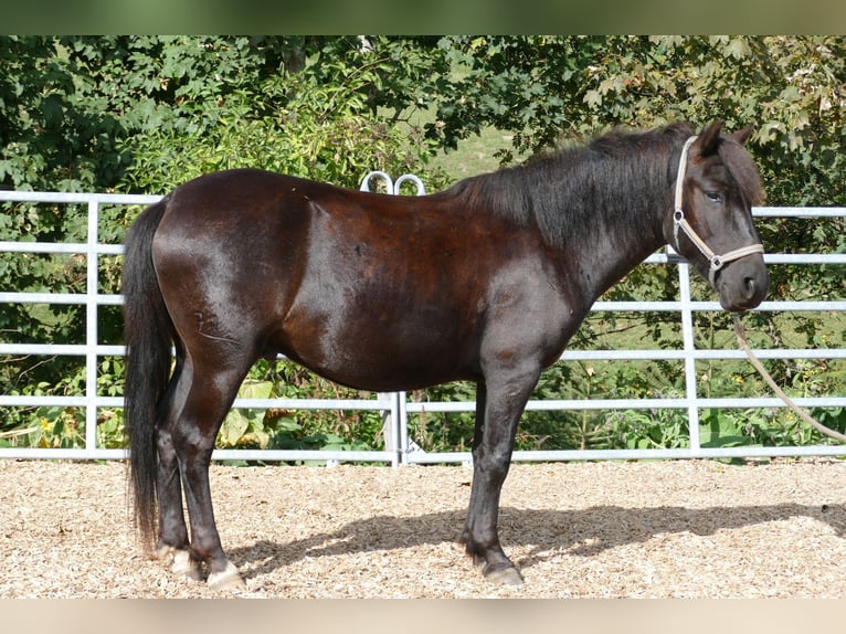 Hucul Gelding 4 years 14 hh Black in Ramsau am Dachstein