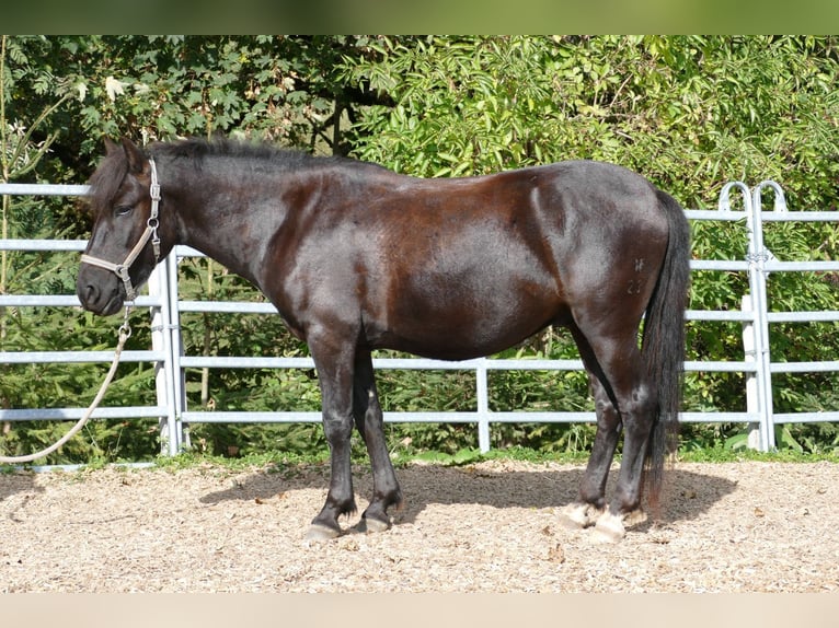 Hucul Gelding 4 years 14 hh Black in Ramsau am Dachstein
