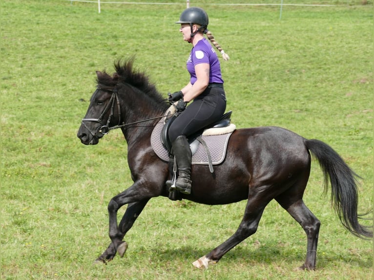 Hucul Gelding 4 years 14 hh Black in Ramsau am Dachstein
